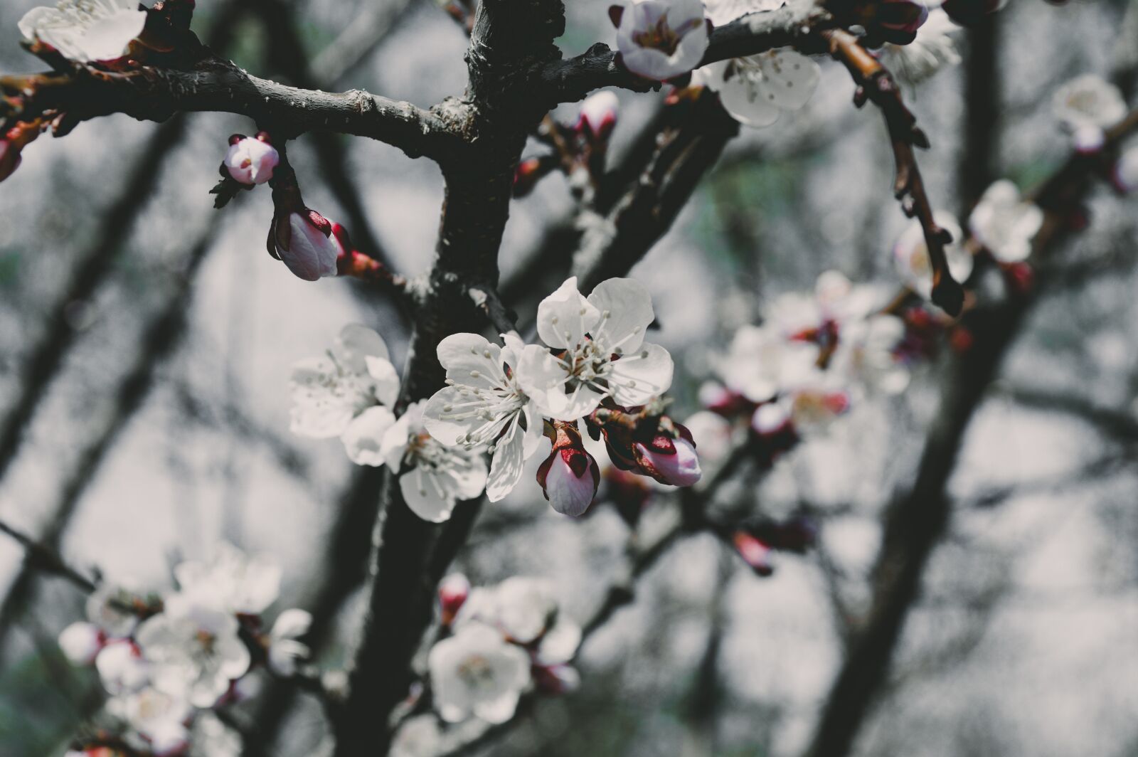 Nikon D3200 sample photo. Flower, tree, spring photography