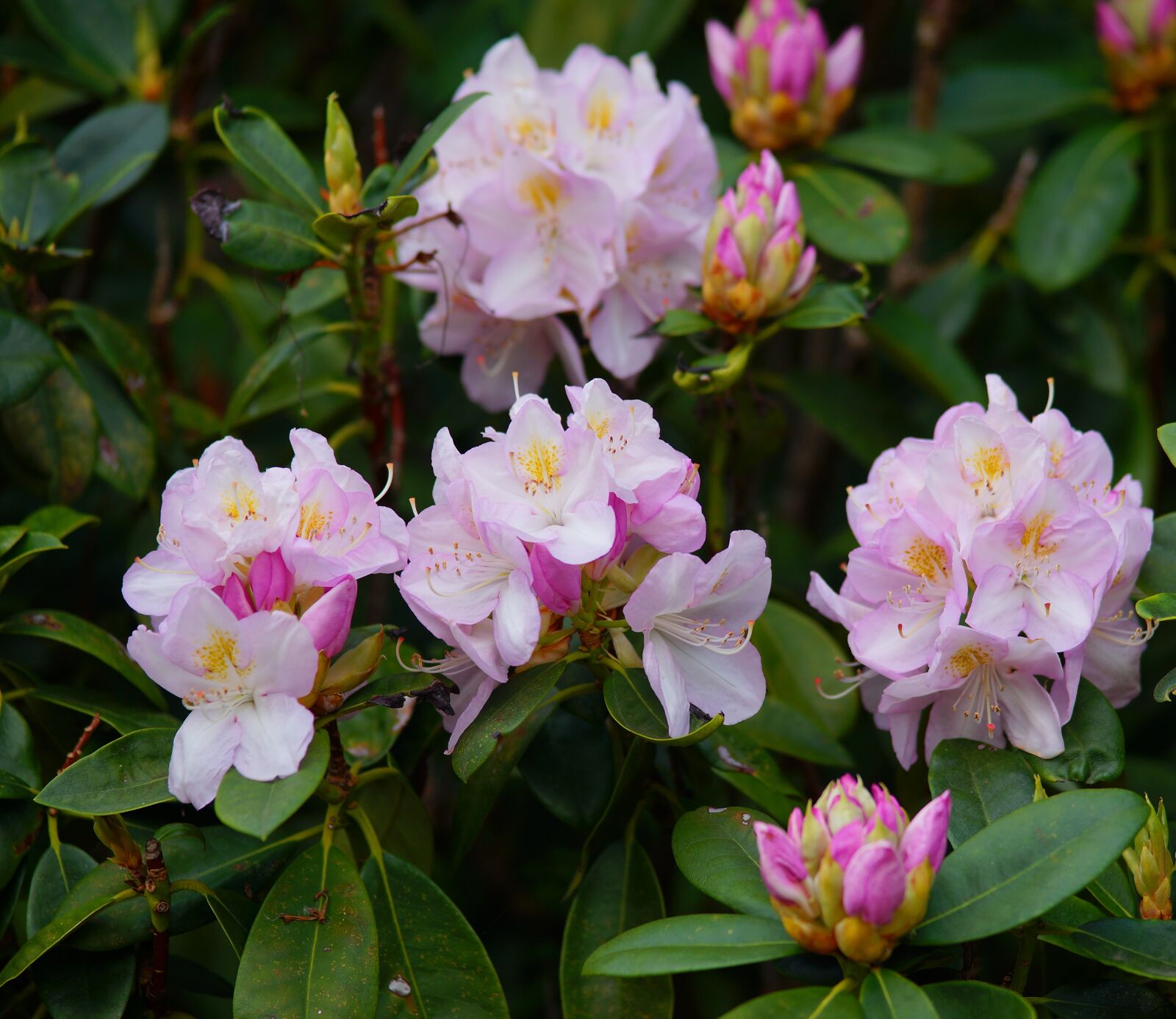 Sony a99 II sample photo. Rhododendrons, purple, tender photography