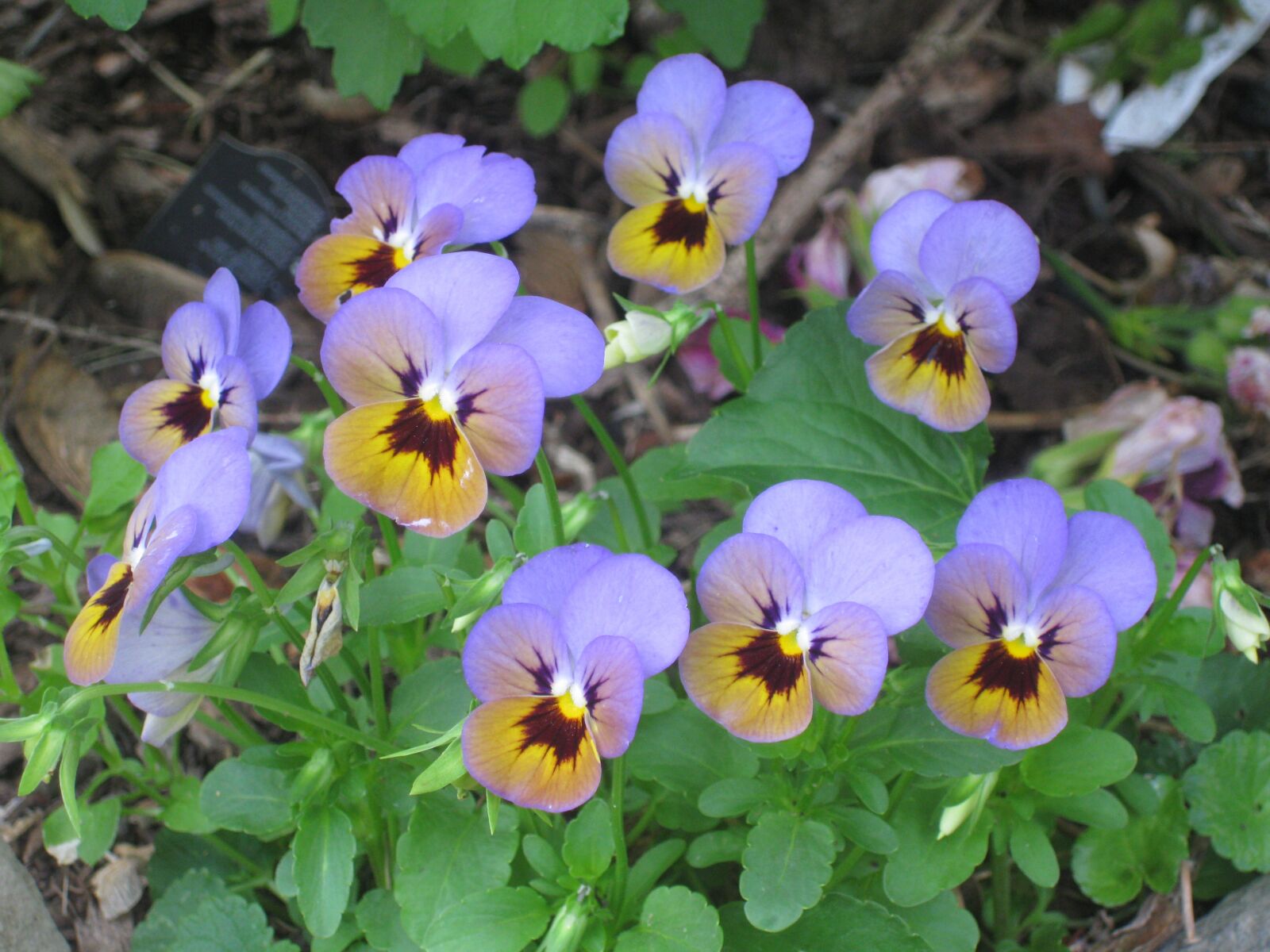 Canon PowerShot SD790 IS (Digital IXUS 90 IS / IXY Digital 95 IS) sample photo. Pansy, group, clump photography
