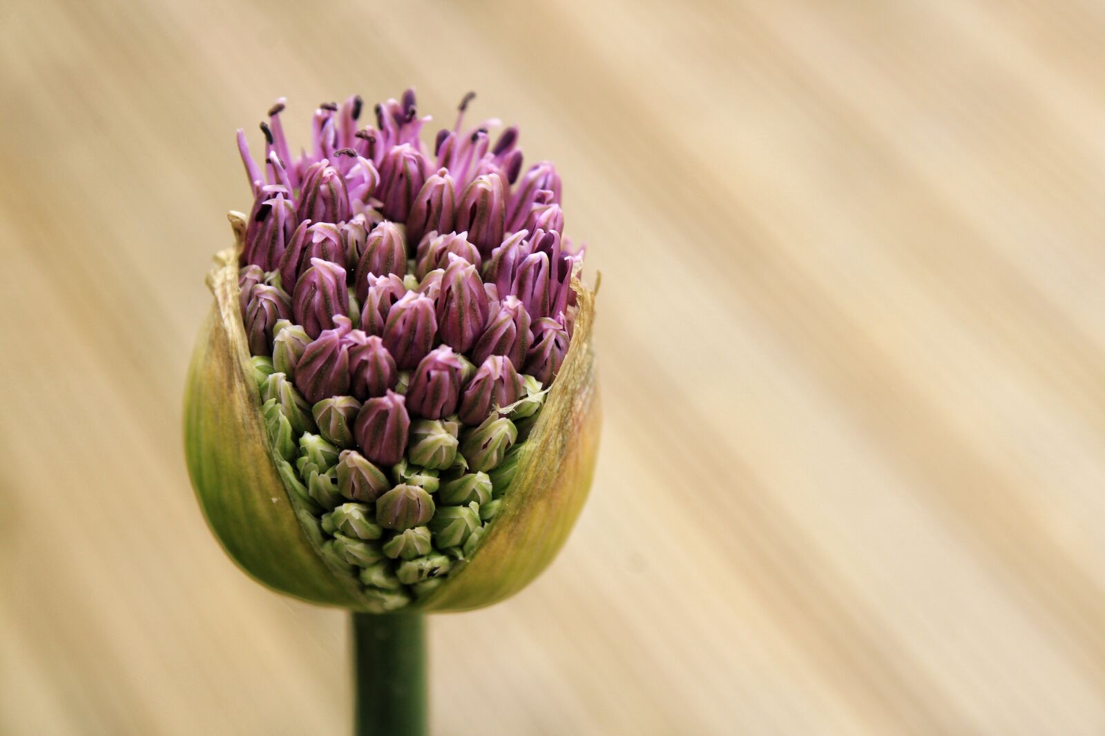 Canon EOS 2000D (EOS Rebel T7 / EOS Kiss X90 / EOS 1500D) sample photo. Ornamental onion, allium stratos photography