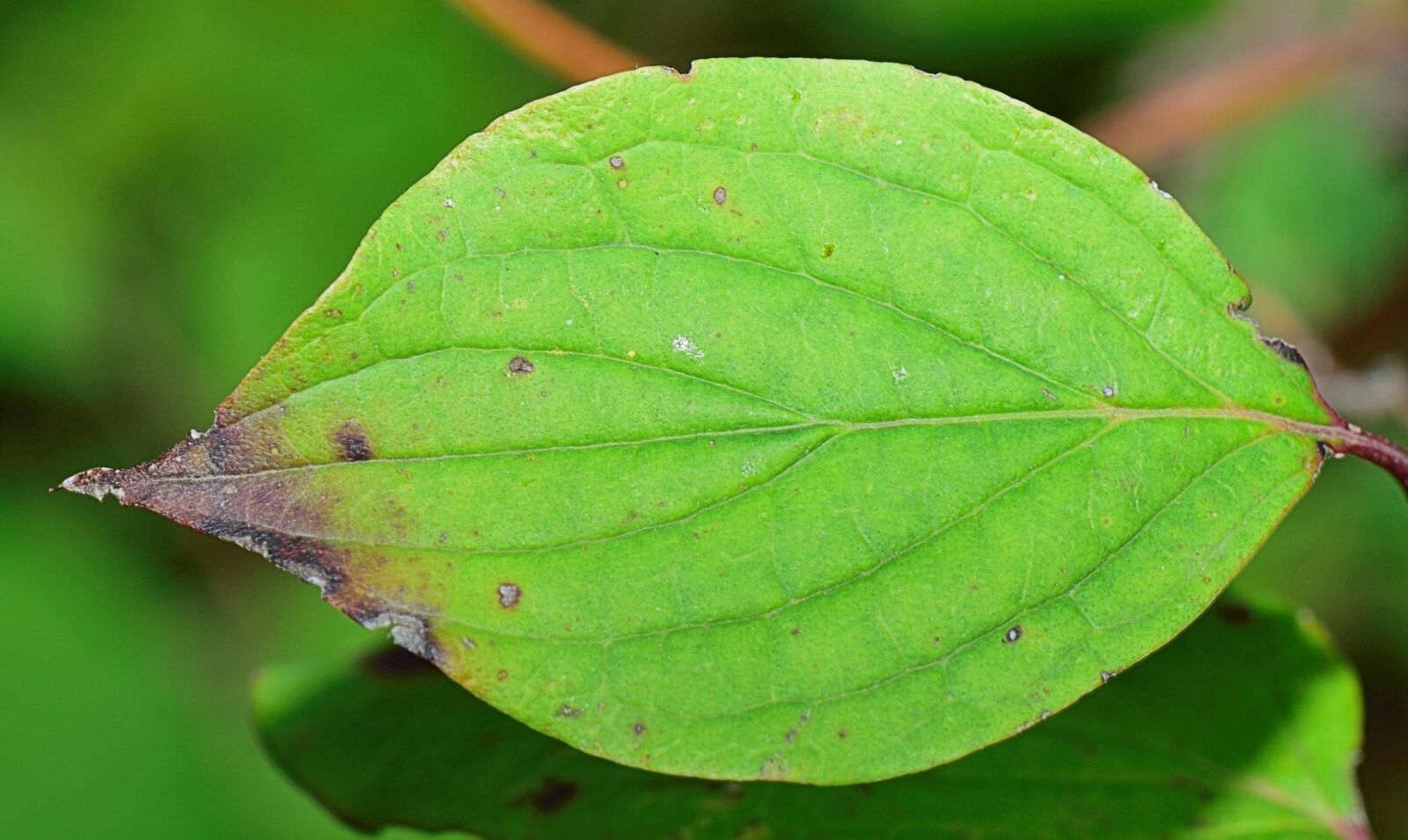 Nikon D5300 sample photo. Leaf, green leaves, autumn photography