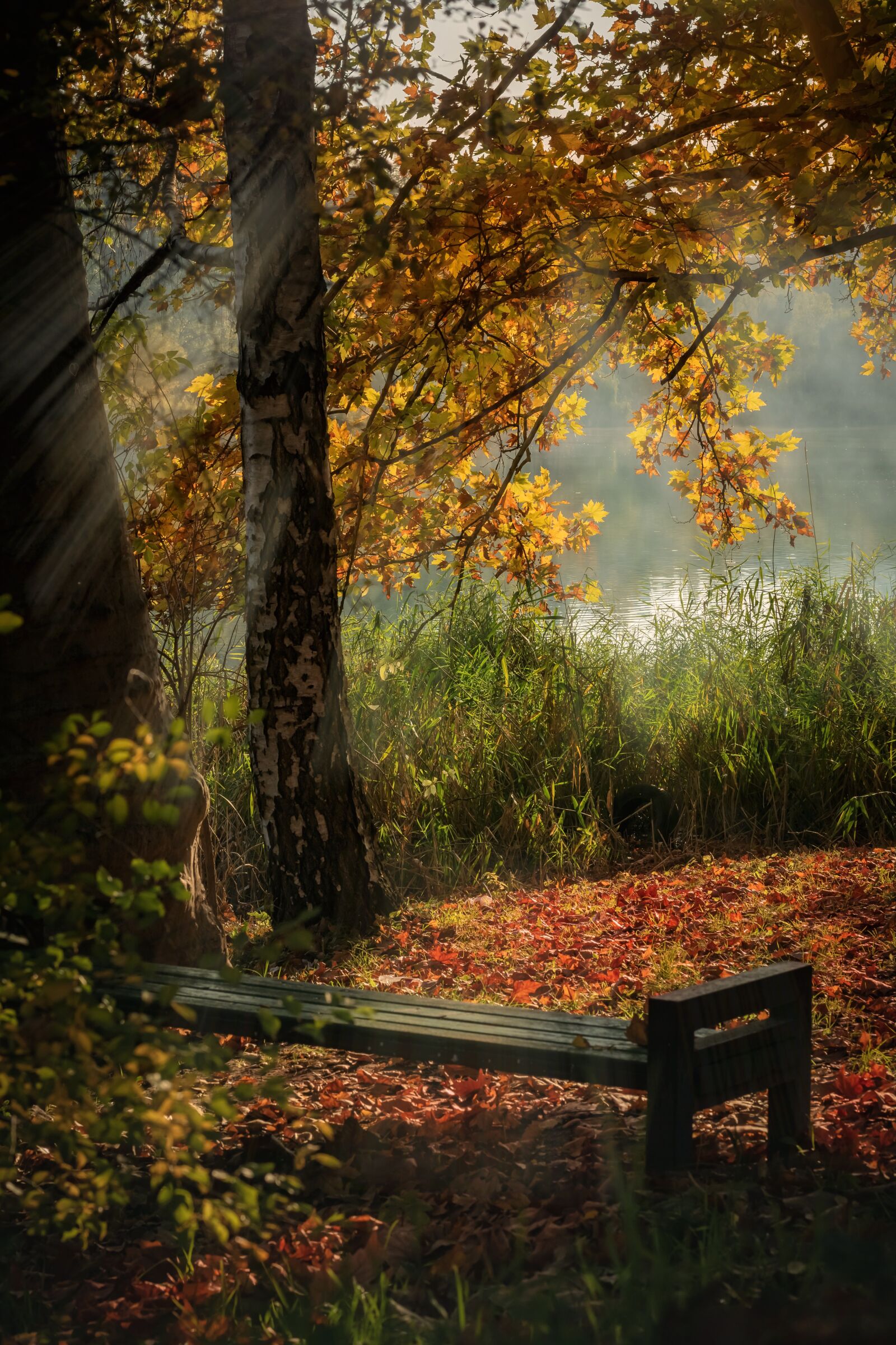 Nikon D5600 sample photo. Autumn, moldova, nature photography
