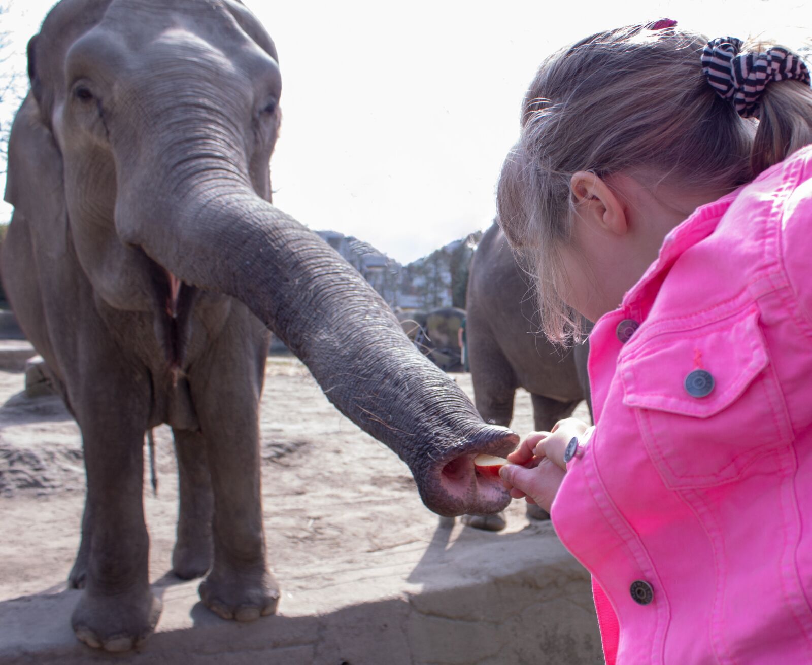 Canon EOS 1300D (EOS Rebel T6 / EOS Kiss X80) sample photo. Human, elephant, two photography