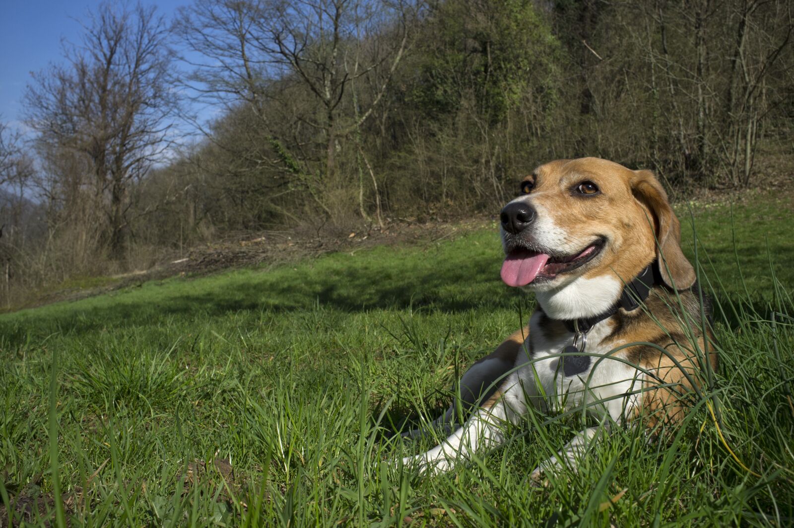 Fujifilm FinePix X100 sample photo. Beagle, dog, pet photography
