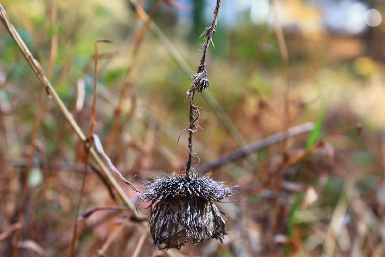 Canon EOS 1100D (EOS Rebel T3 / EOS Kiss X50) sample photo. Nature, dead flower, flower photography