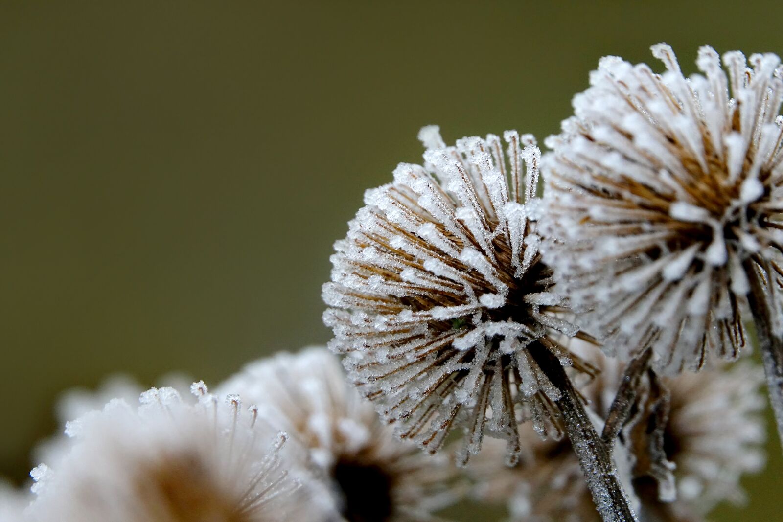 Sony Cyber-shot DSC-RX10 III sample photo. Winter, hoarfrost, on frozen photography