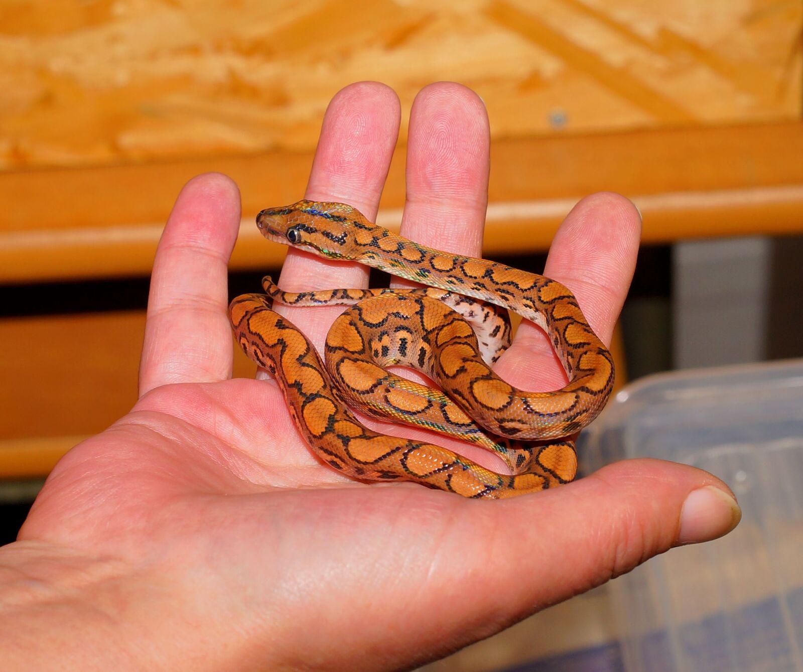 Sony a99 II sample photo. Snake, rainbow boa, exotic photography