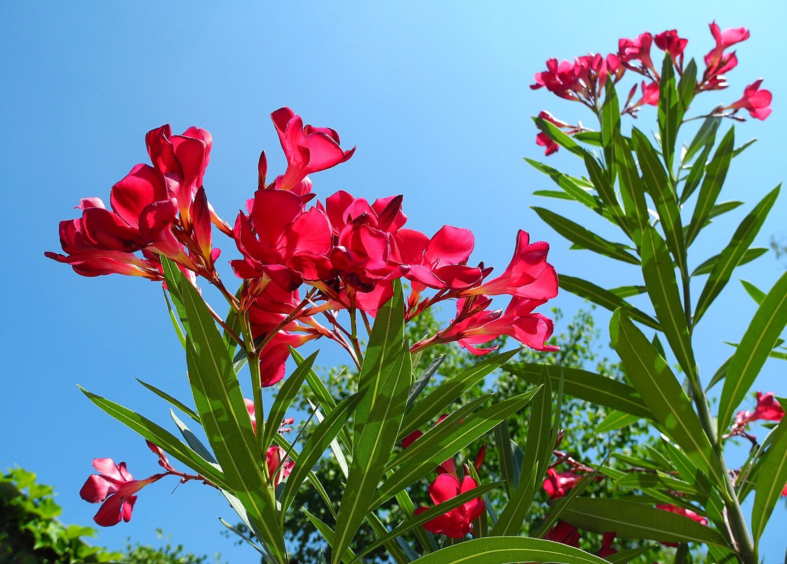 Nikon Coolpix P7000 sample photo. Leander, purple flowers, bush photography