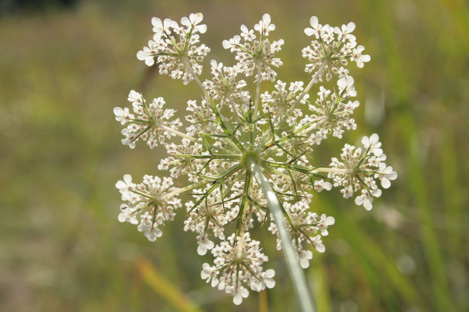 Canon EOS 400D (EOS Digital Rebel XTi / EOS Kiss Digital X) sample photo. Wild carrot, daucus carota photography