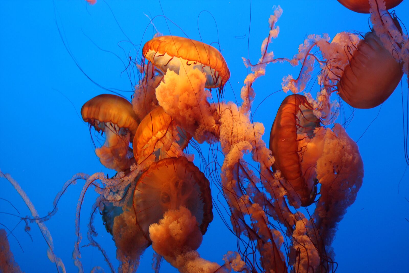 Canon EF 75-300mm f/4-5.6 USM sample photo. Monterey aquarium, monterey, california photography