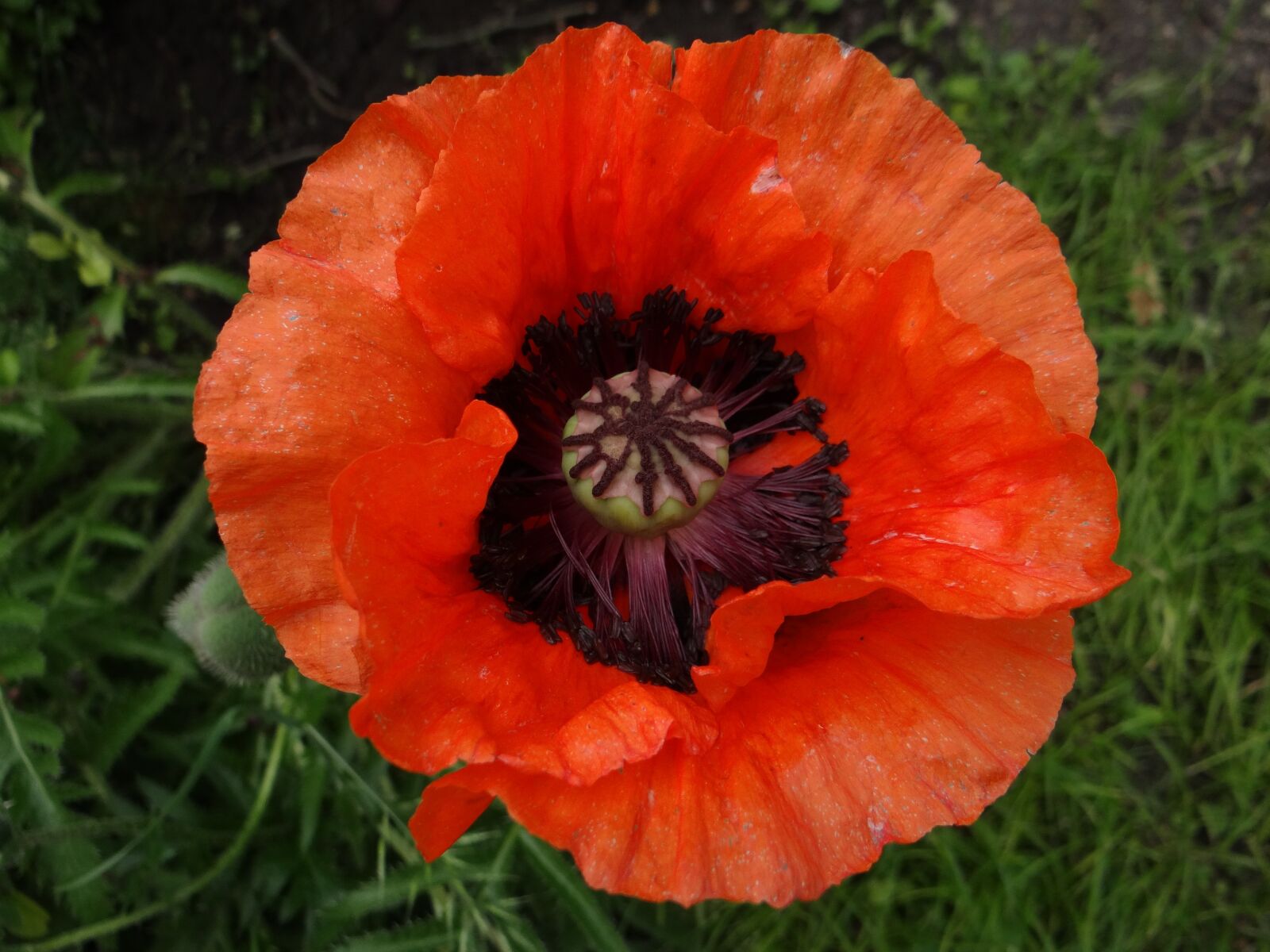 Sony DSC-HX200V sample photo. Poppy, flower, poppy flower photography