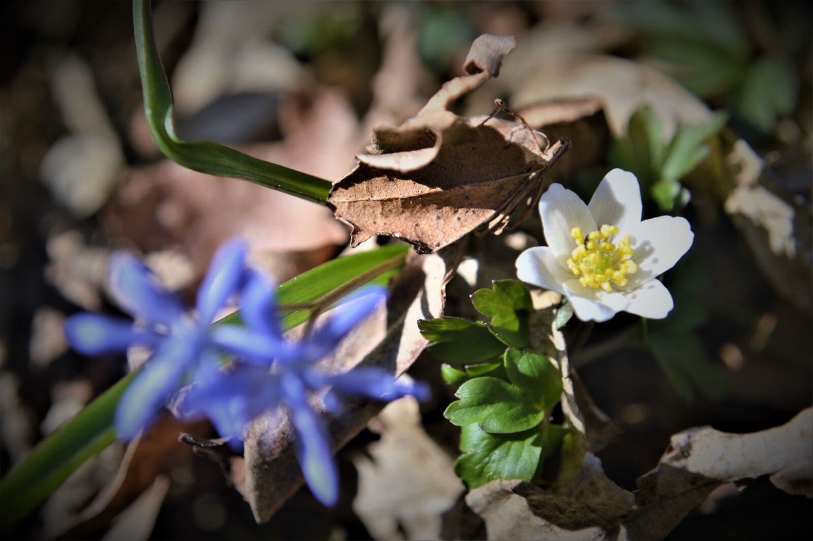 Nikon D3200 sample photo. Flower, forest, foliage photography