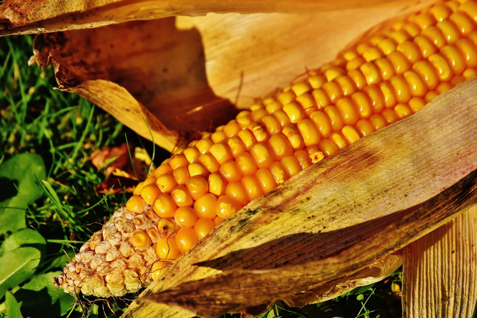 Nikon D7200 sample photo. Corn, corn on the photography