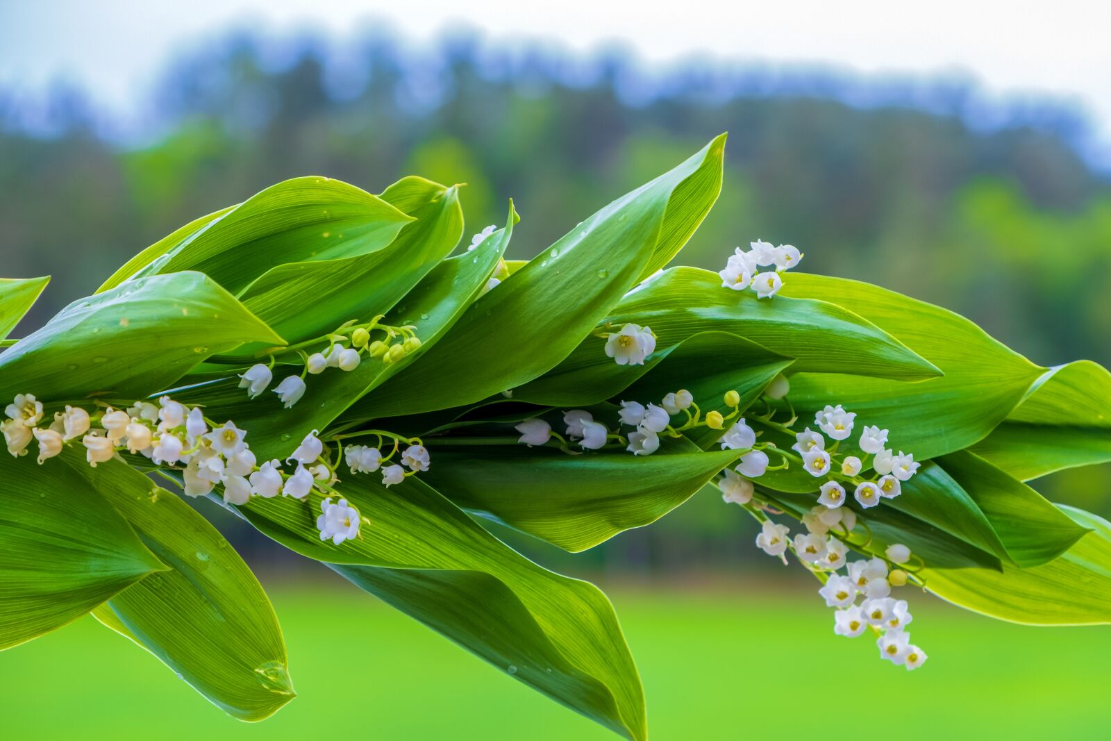 Fujifilm X-T3 sample photo. Lily of the valley photography