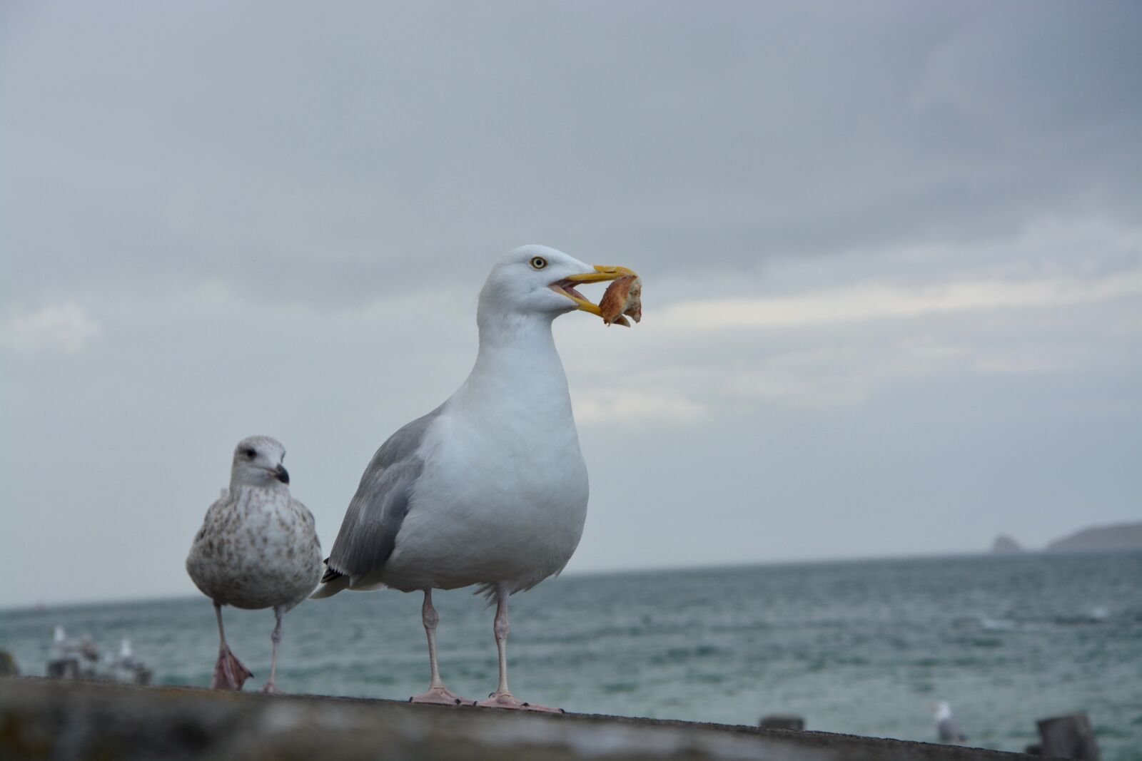 Nikon D5200 sample photo. Seagull, beach, sea photography