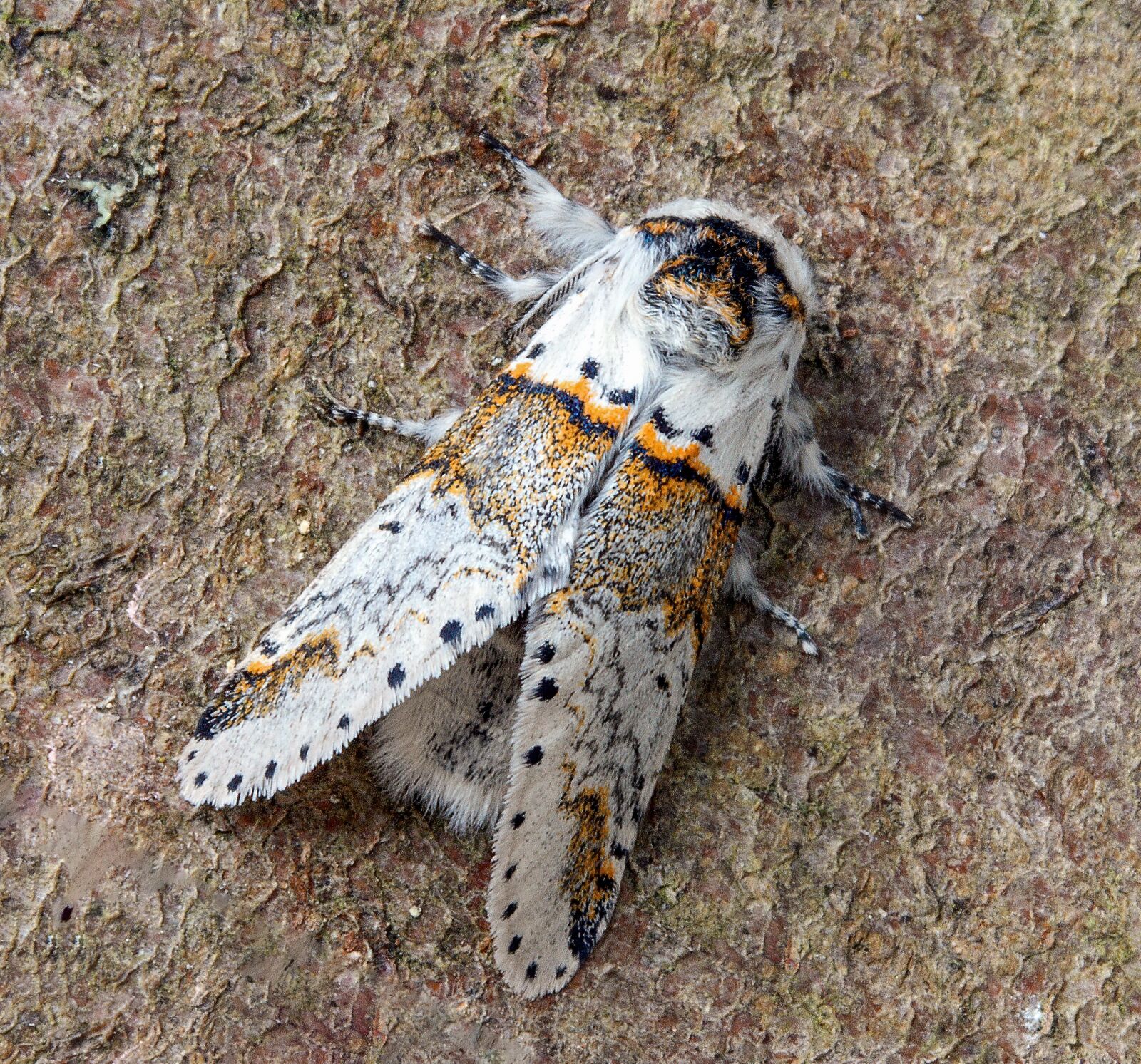 Canon EOS 400D (EOS Digital Rebel XTi / EOS Kiss Digital X) sample photo. Sallow-kitten--moth, wings, pattern photography