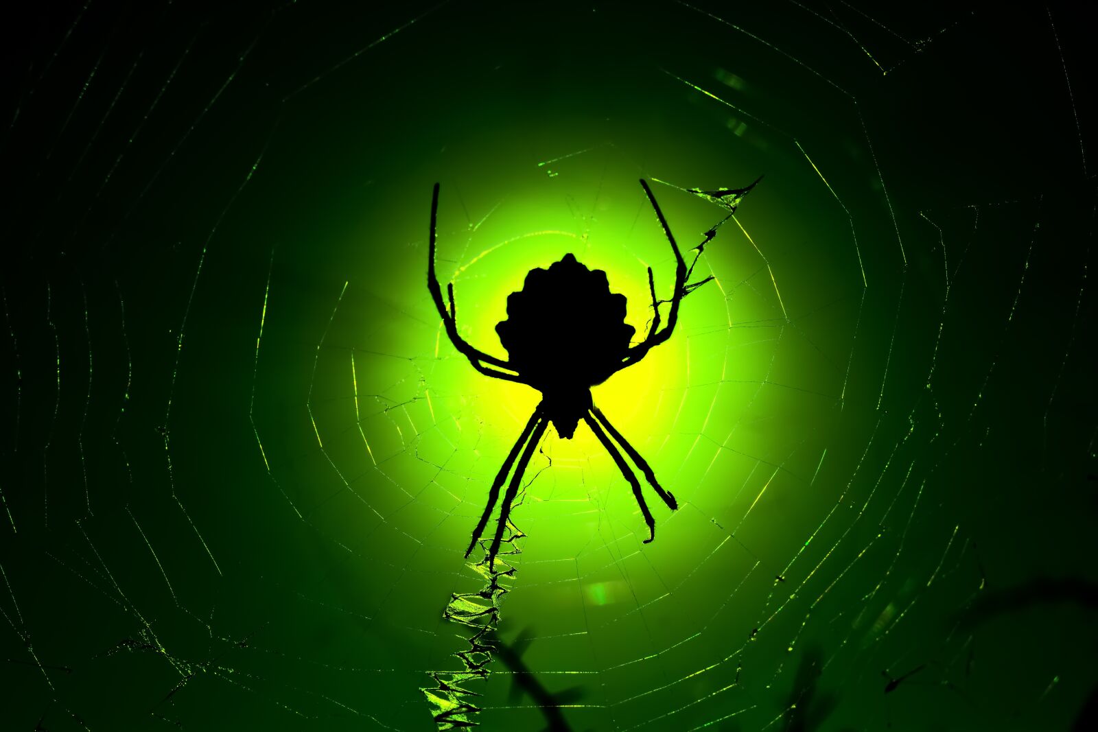 Nikon D3300 sample photo. Spider, animal, nature photography