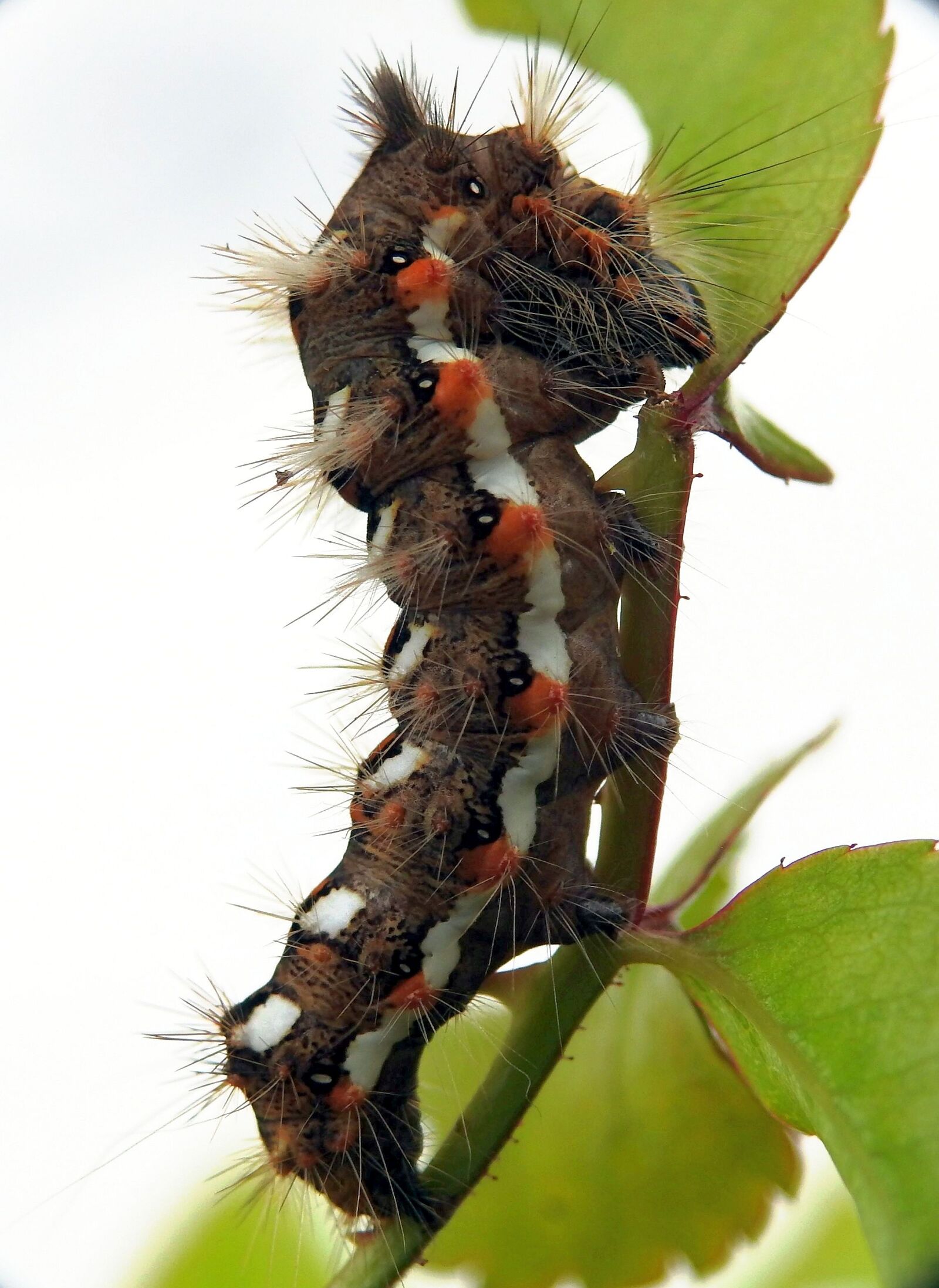 Nikon Coolpix P900 sample photo. Caterpillar, macro, nature photography