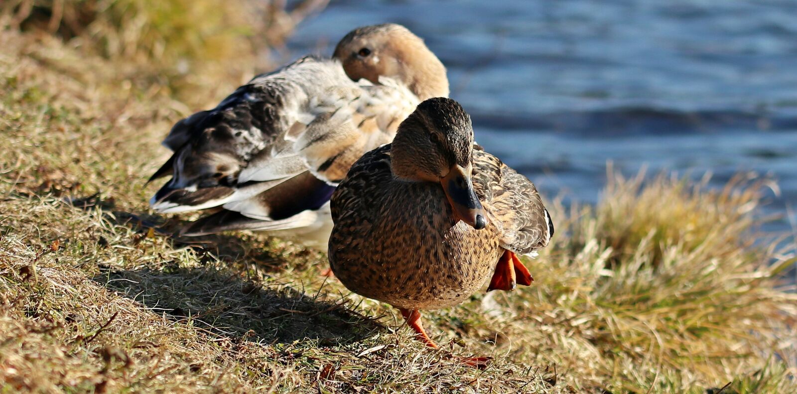 Canon EOS 80D sample photo. Duck, duck bird, winter photography