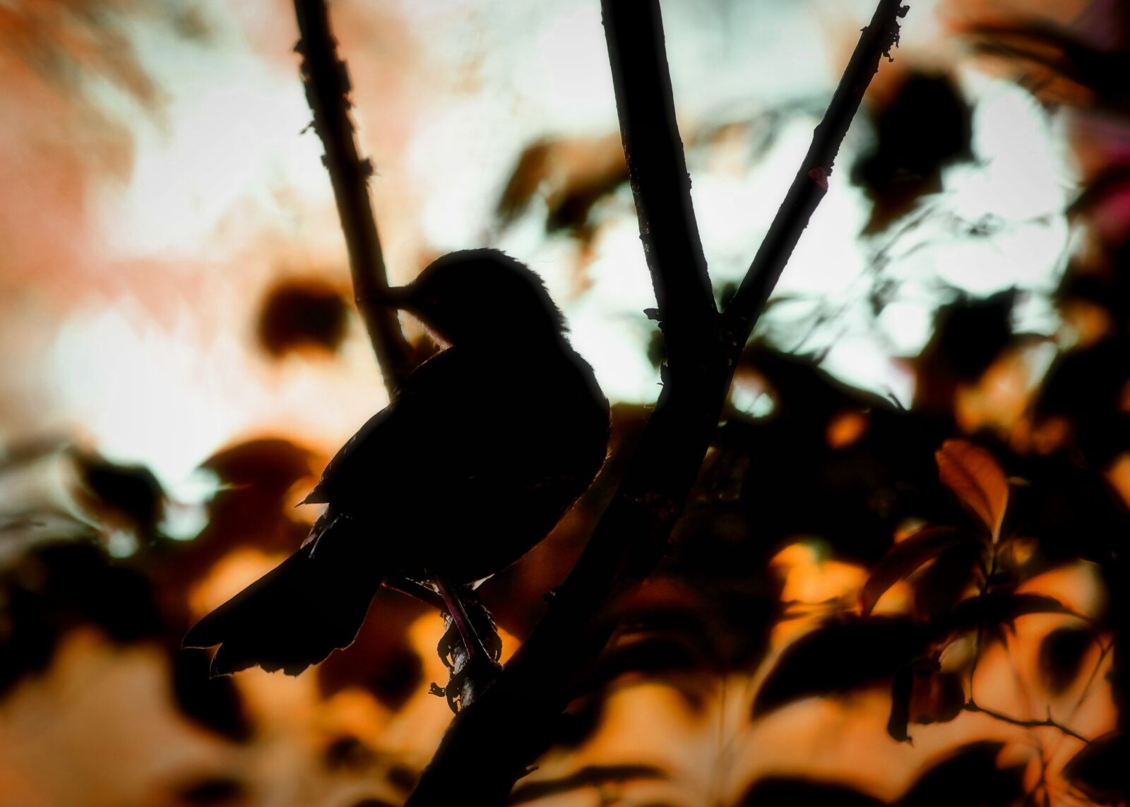 Canon EOS 1300D (EOS Rebel T6 / EOS Kiss X80) + Canon EF-S 55-250mm F4-5.6 IS STM sample photo. Blackbird, bird against the photography