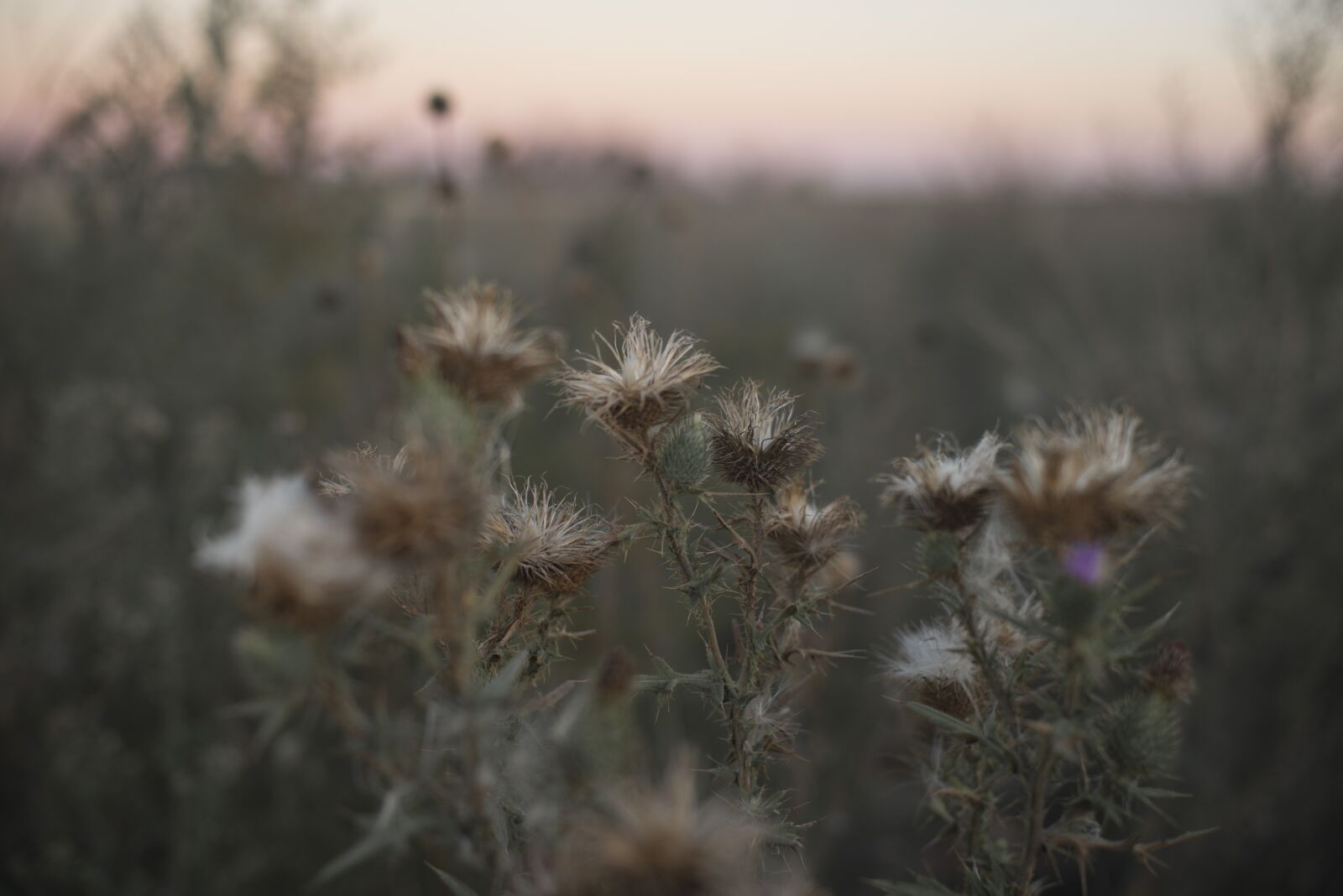 Nikon D800 sample photo. Flower, winter, nature photography