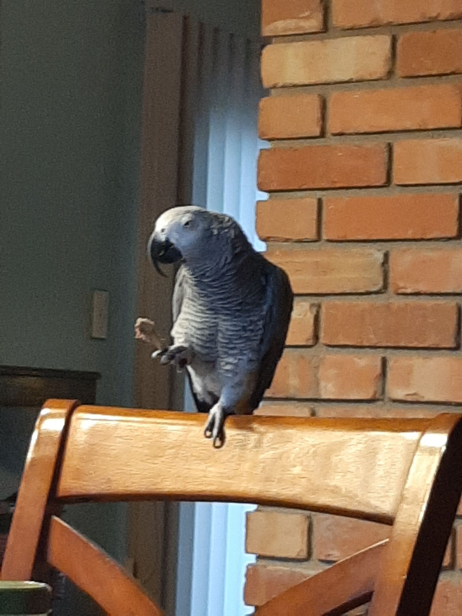 Samsung Galaxy A50 sample photo. African, grey, parrot photography
