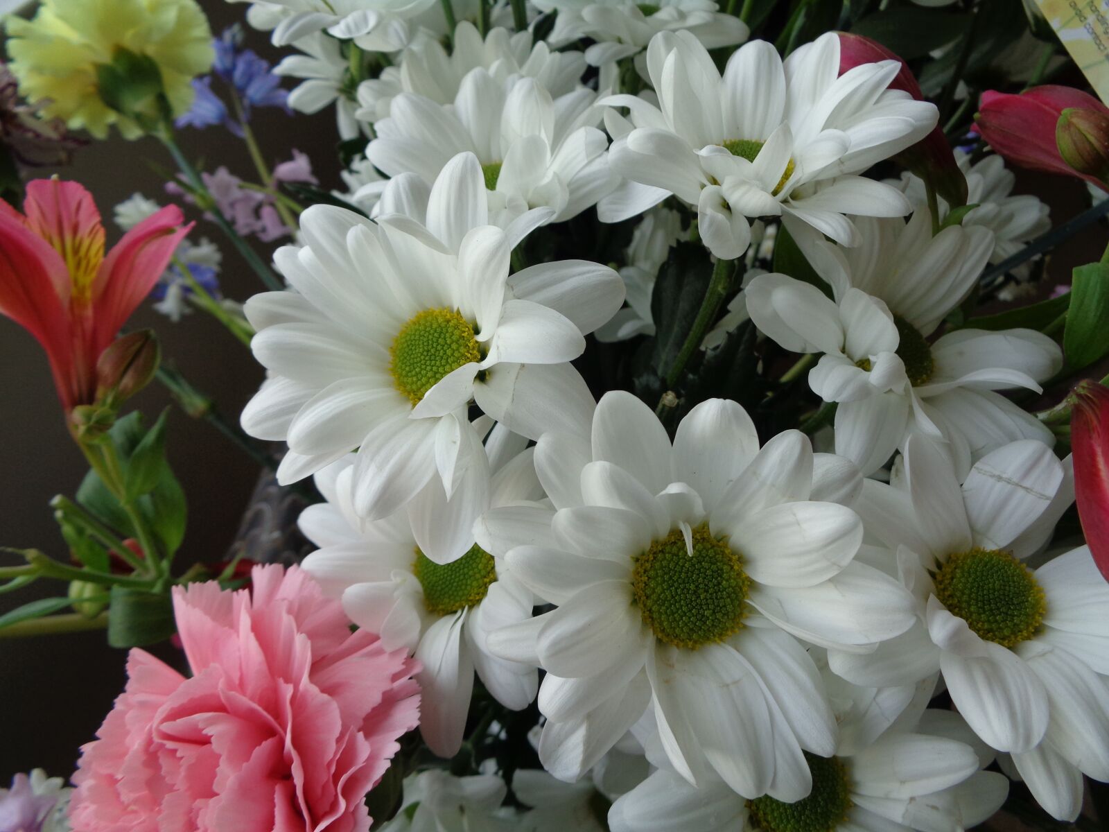 Sony Cyber-shot DSC-W830 sample photo. Flowers, petals, nature photography