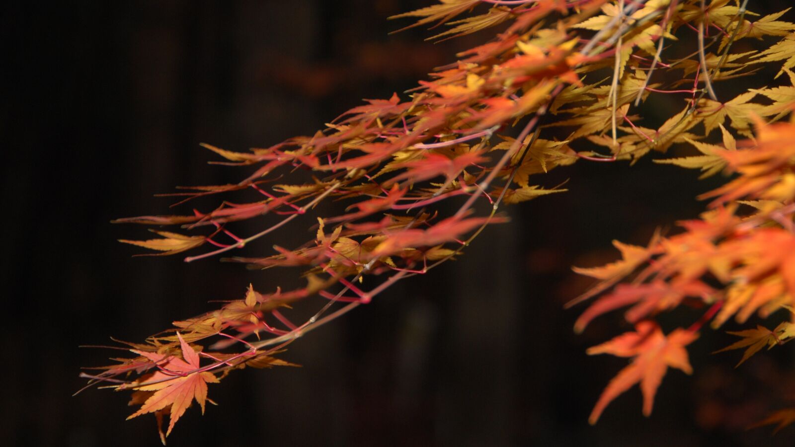 Nikon D2Xs sample photo. Autumn leaves, gangneung, autumn photography