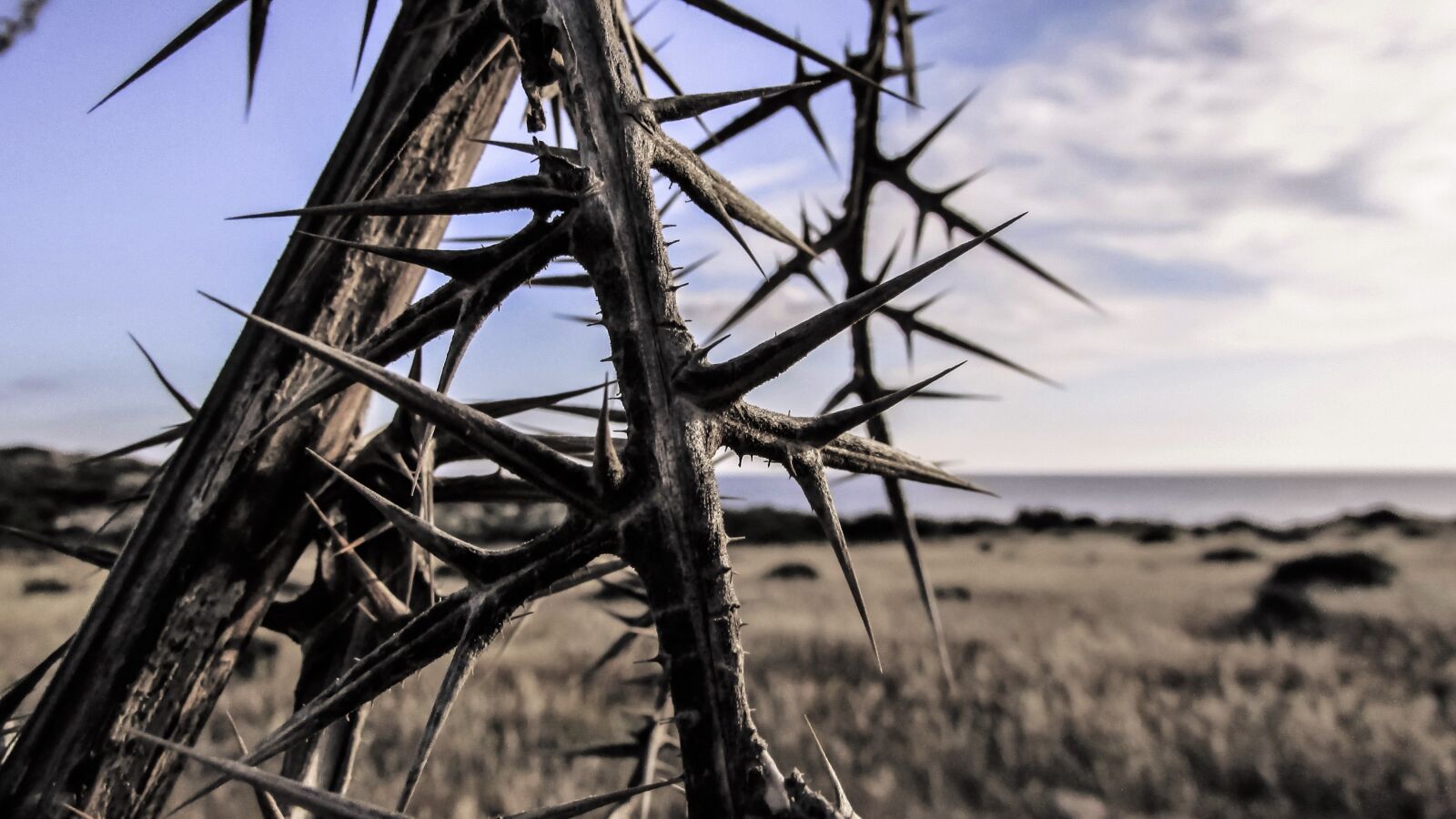 Canon PowerShot SX400 IS sample photo. Thorns, sharp, pain photography