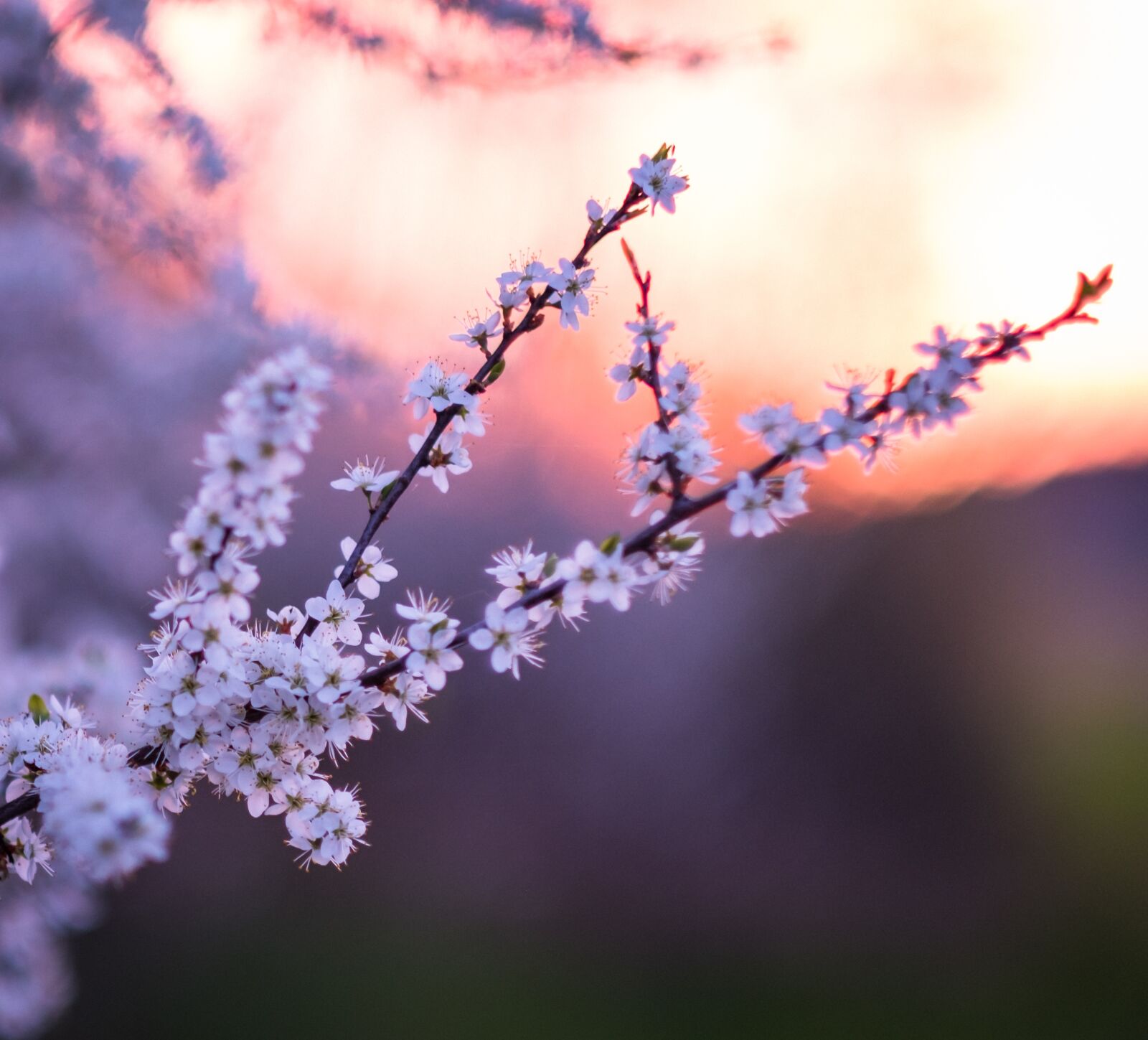 Fujifilm X-T2 + Fujifilm XF 56mm F1.2 R sample photo. Flower, nature, branch photography