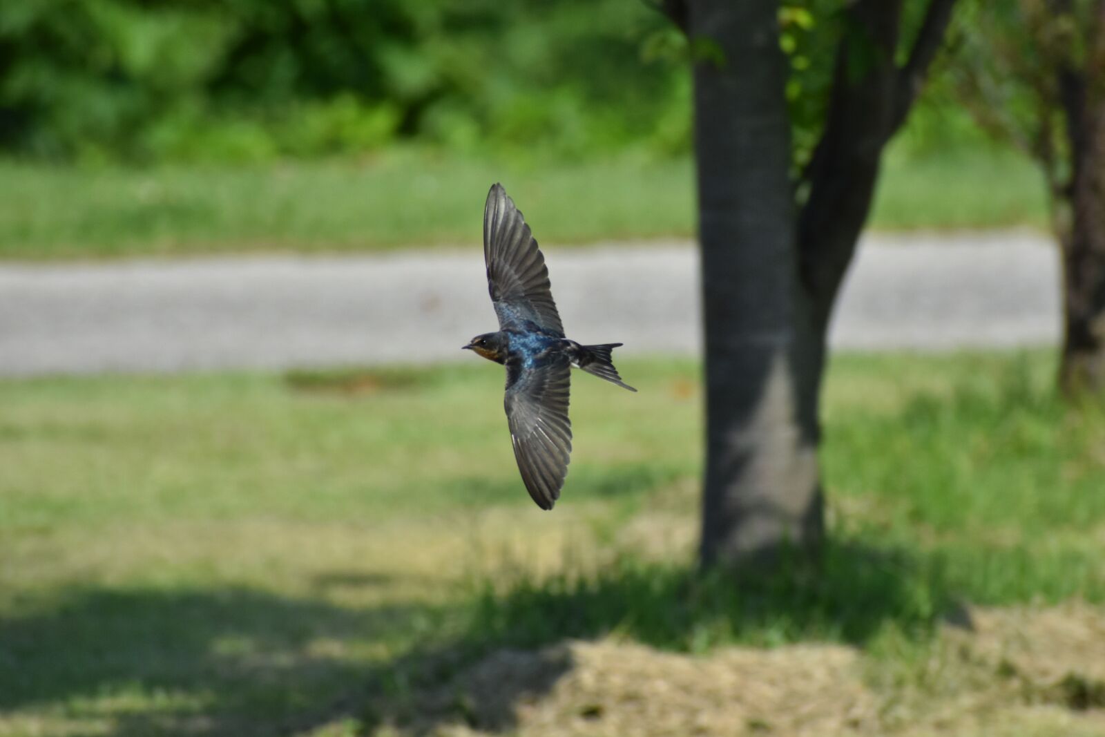 Nikon D7200 sample photo. Animal, park, wood photography