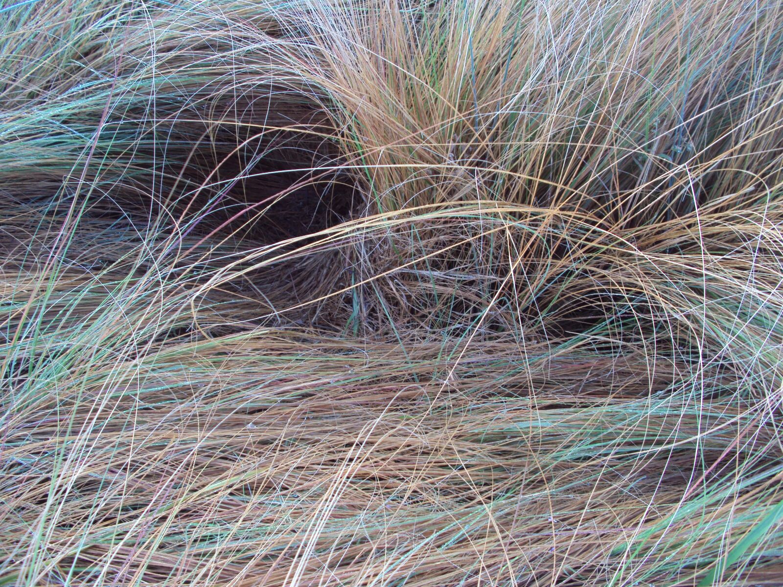 Sony Cyber-shot DSC-S930 sample photo. Grass, string, background photography