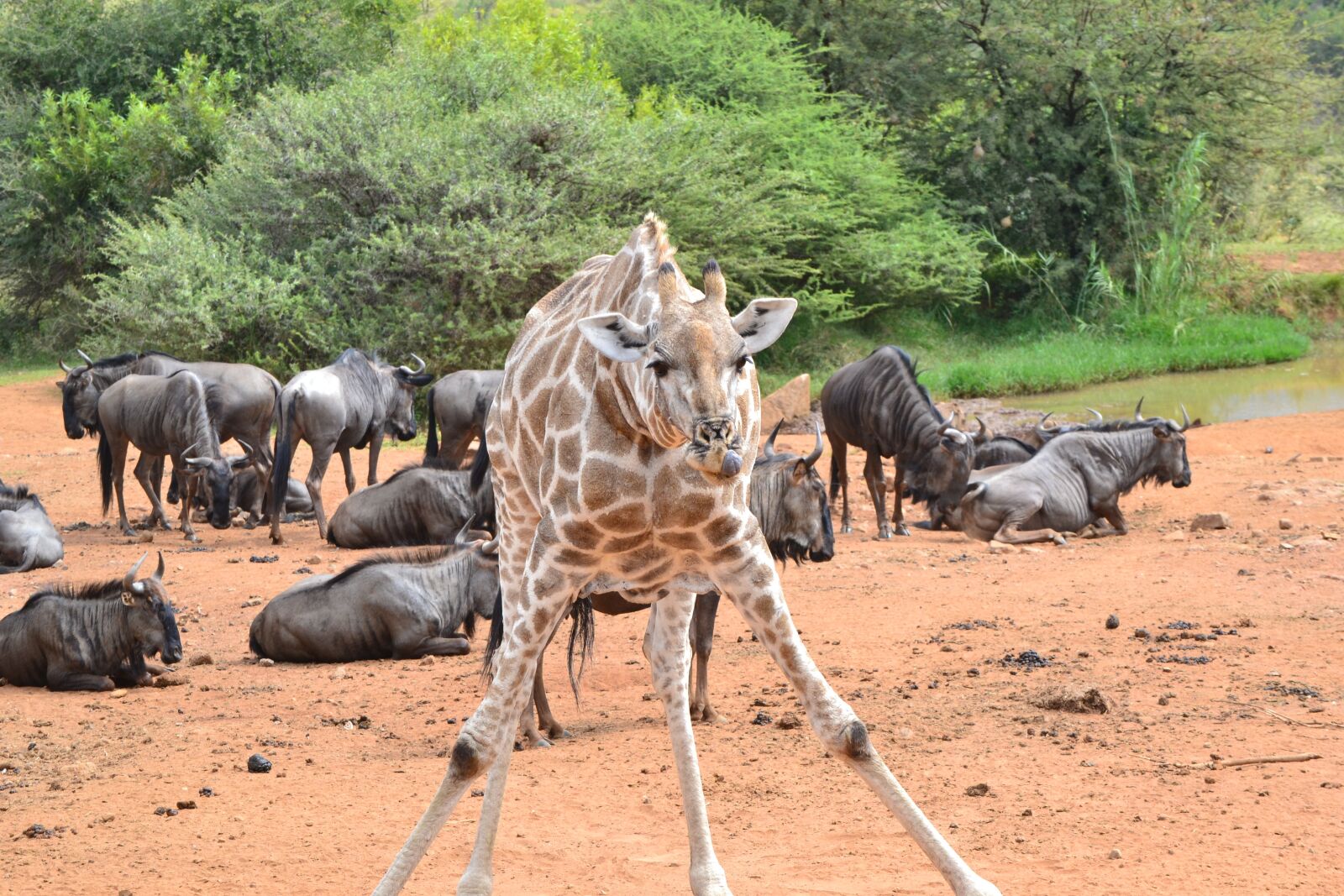 Nikon D3100 sample photo. Giraffe, wildlife, africa photography