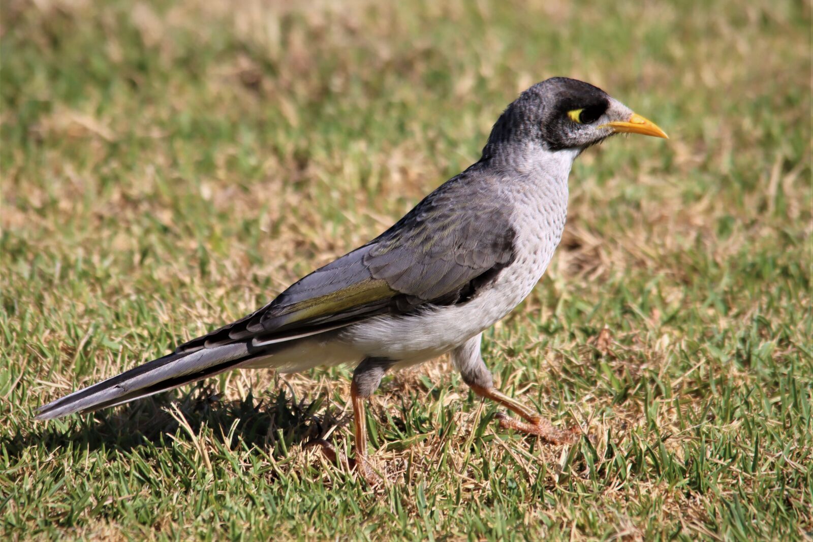 Canon EOS 90D sample photo. Australian, mynah, marching photography