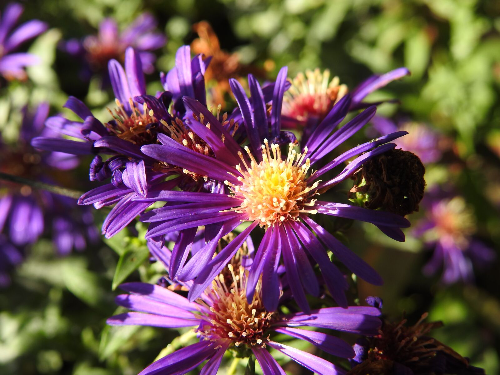 Nikon Coolpix P900 sample photo. Flower, blossom, bloom photography