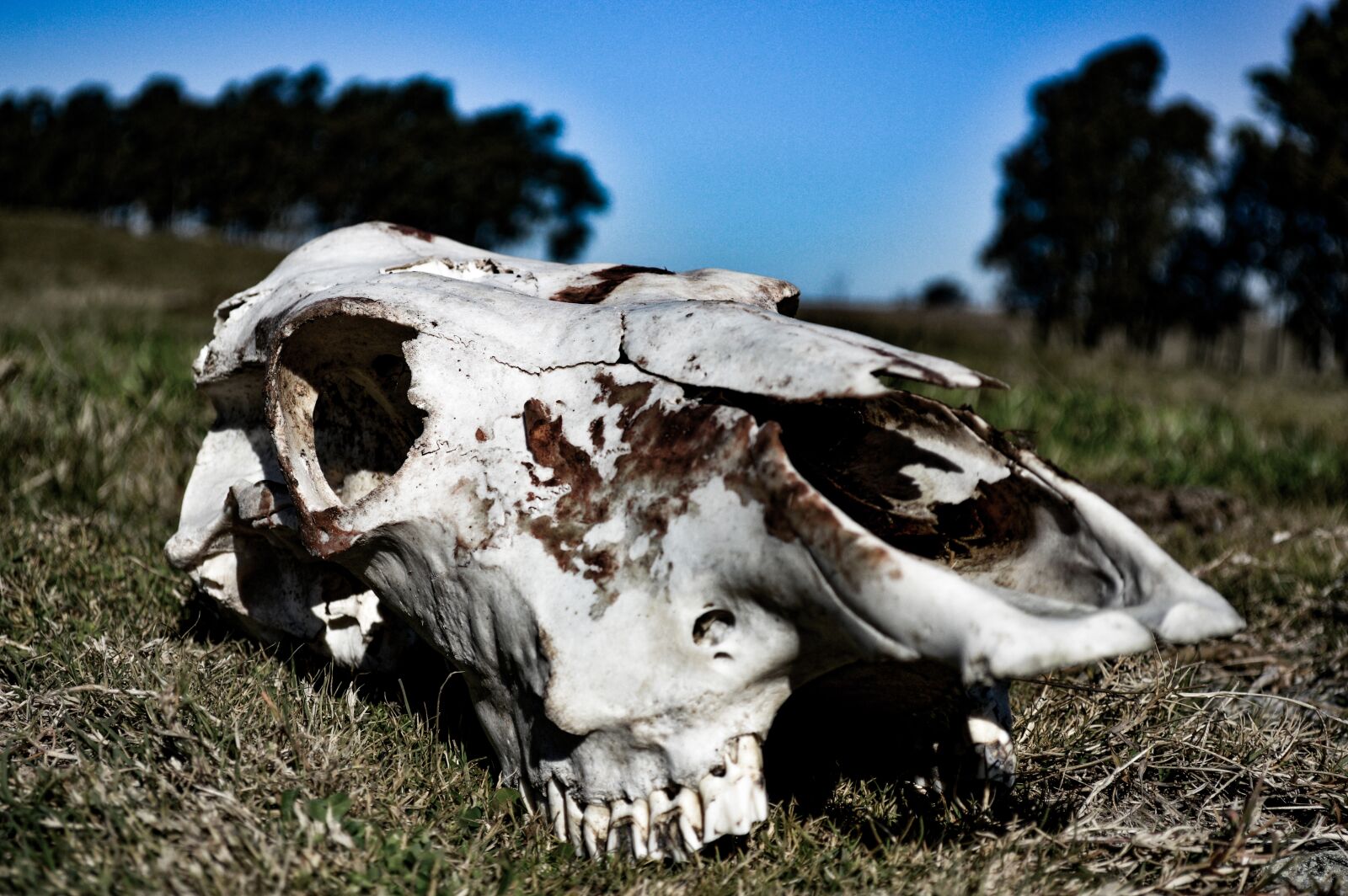 Nikon D3200 sample photo. Bone, skull, skeleton photography