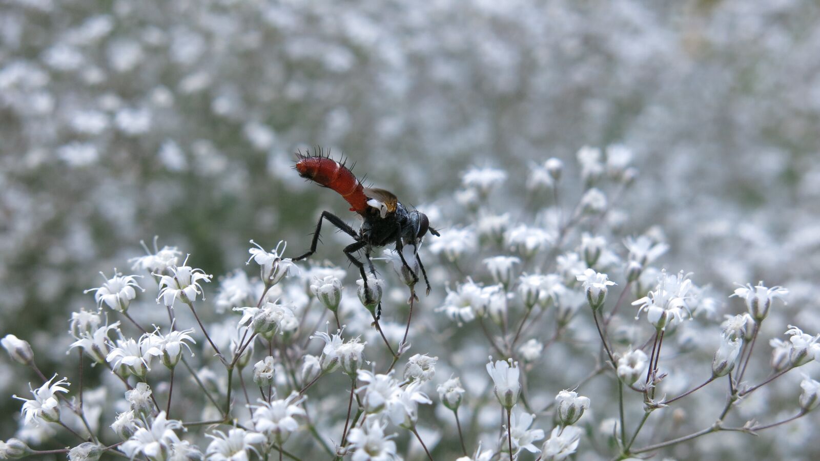 Canon PowerShot G15 sample photo. Predator fly, fly, cylindroma photography