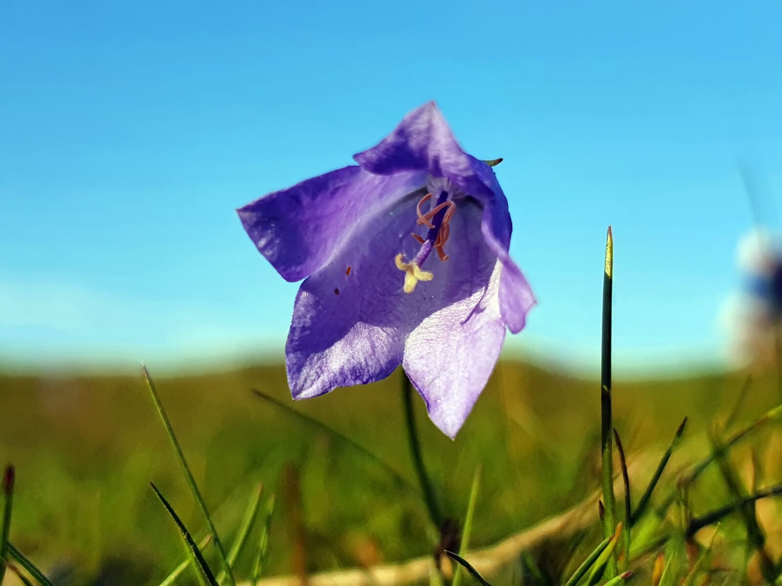 Samsung SM-G973F sample photo. Flower, blue sky, sky photography