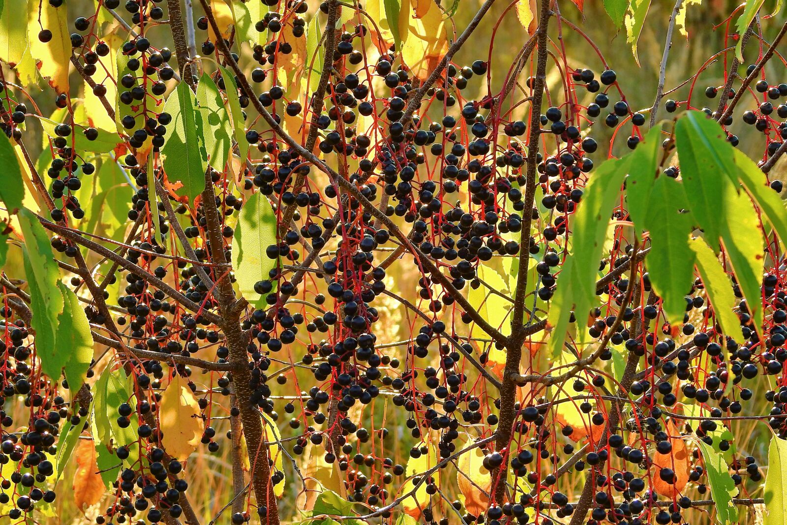 Nikon Coolpix P900 sample photo. Plant, fruit, branches photography
