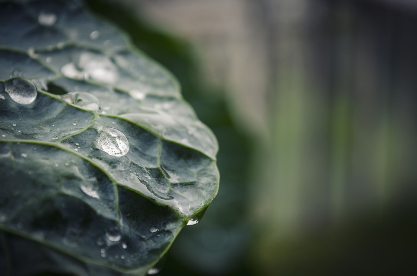 Nikon D5100 sample photo. Close, up, of, leaf photography