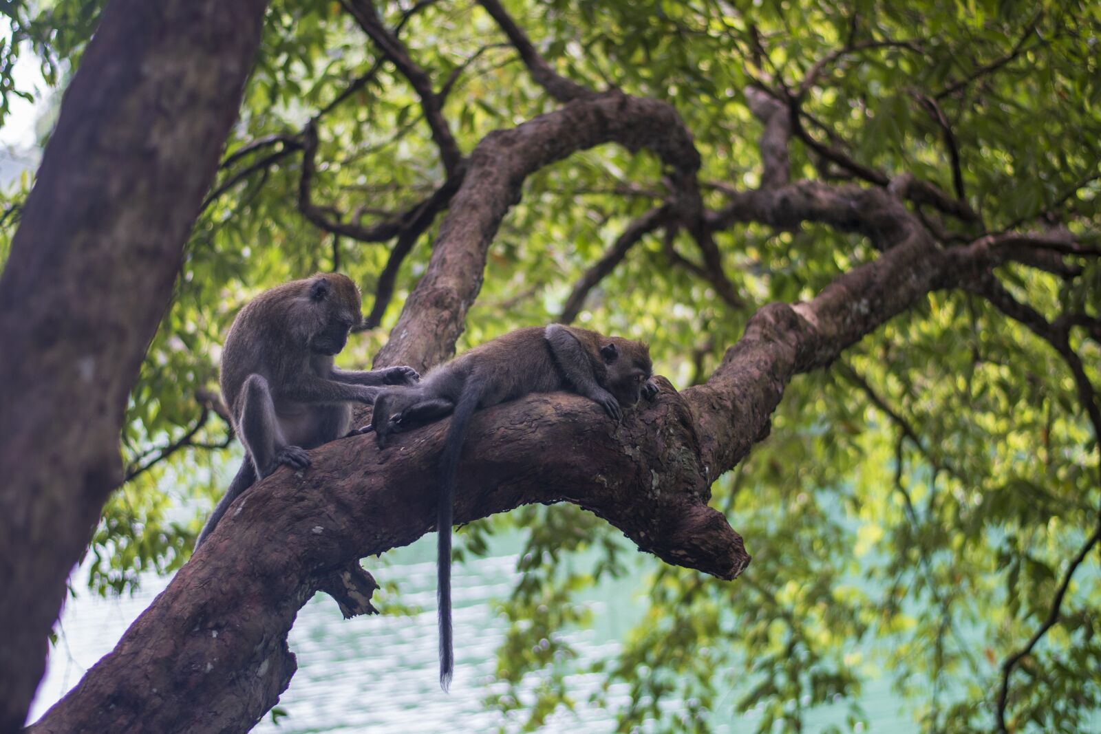 Nikon D7500 sample photo. Monkeys, nature, animals photography