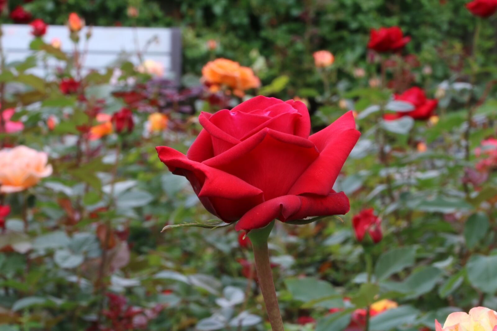Canon EOS 750D (EOS Rebel T6i / EOS Kiss X8i) sample photo. Rose, festival, rose festival photography