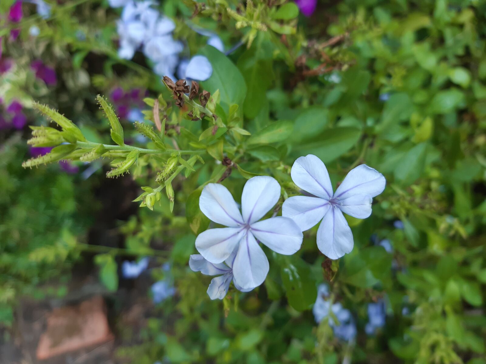 Samsung Galaxy A30 sample photo. Flower, blue flower, garden photography