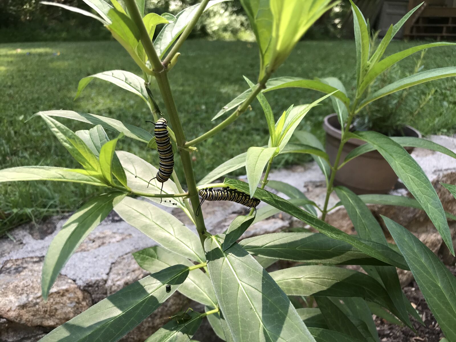 iPhone 7 back camera 3.99mm f/1.8 sample photo. Monarch, caterpillar, summer photography