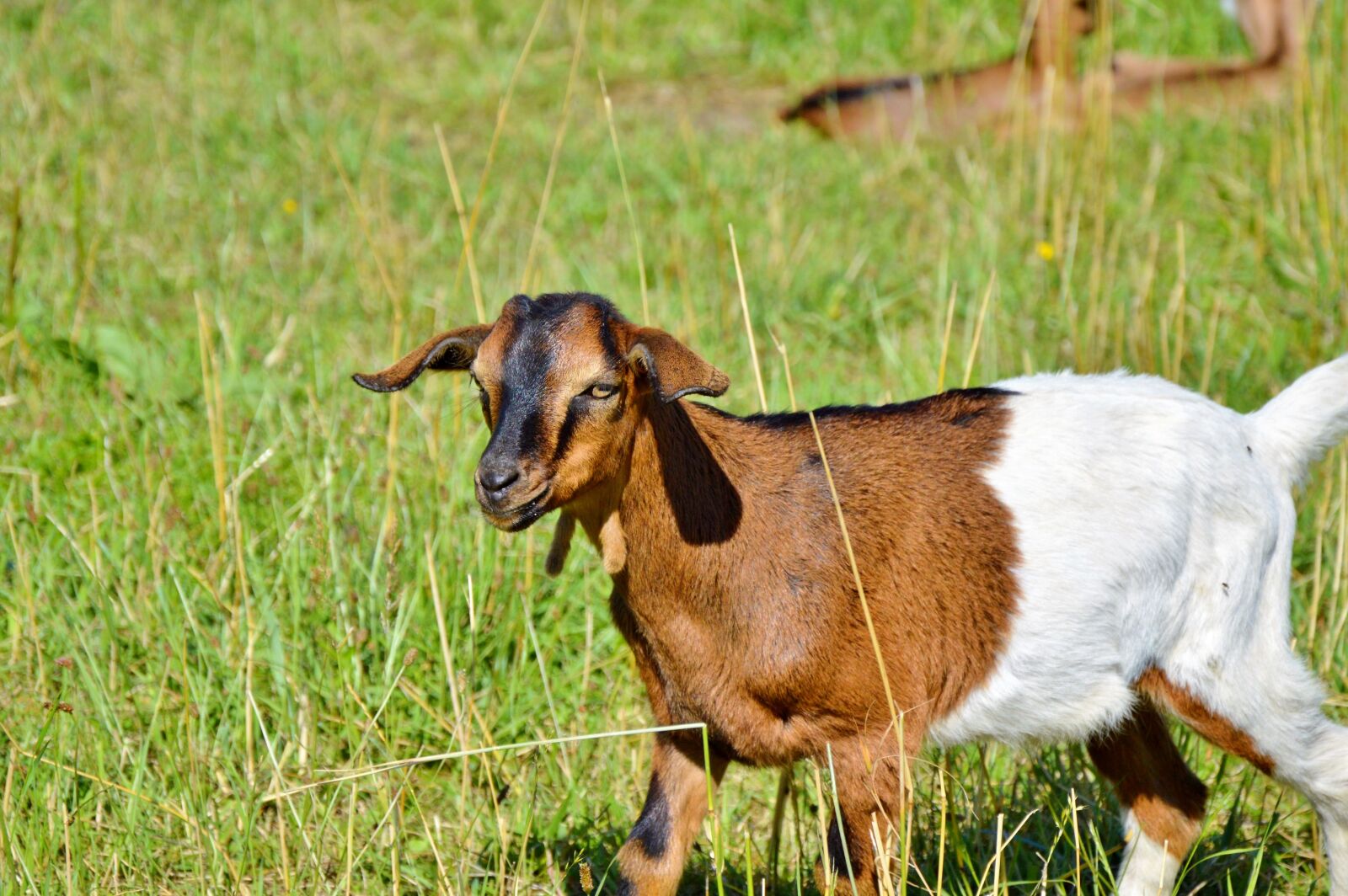Nikon D3200 sample photo. Goat, prima donna, geiss photography