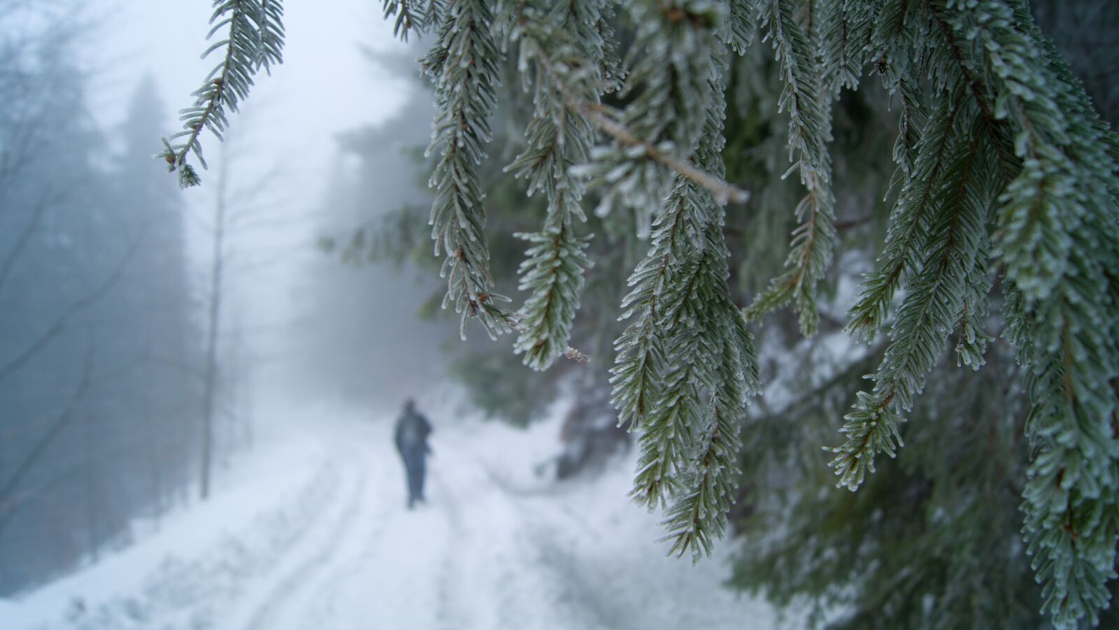 Sony DT 18-55mm F3.5-5.6 SAM II sample photo. Winter, forest, snow photography