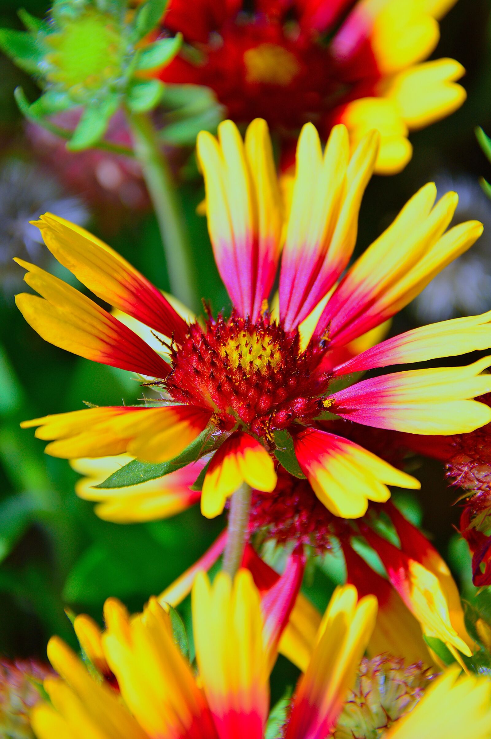 Nikon D3200 sample photo. Flower, autumn, nature photography