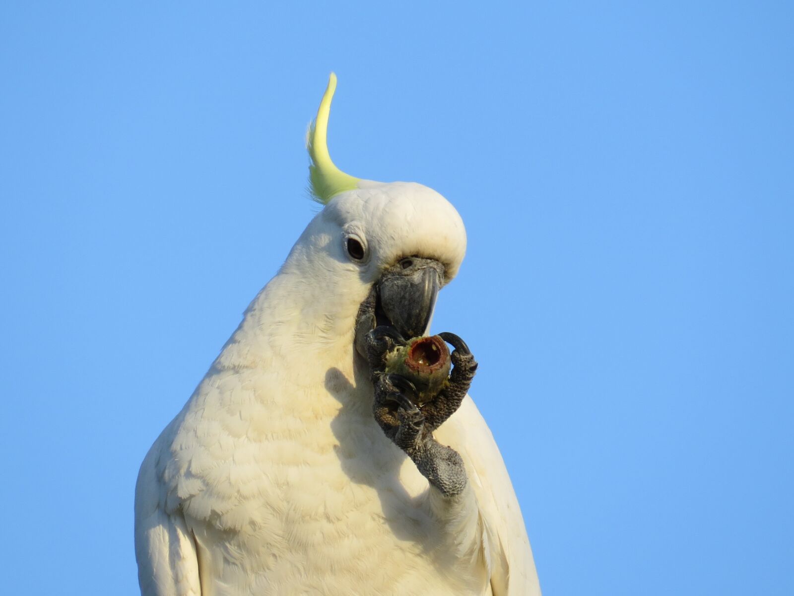 Canon PowerShot SX50 HS sample photo. Sulphur-crested cockatoos, cacatua galerita photography