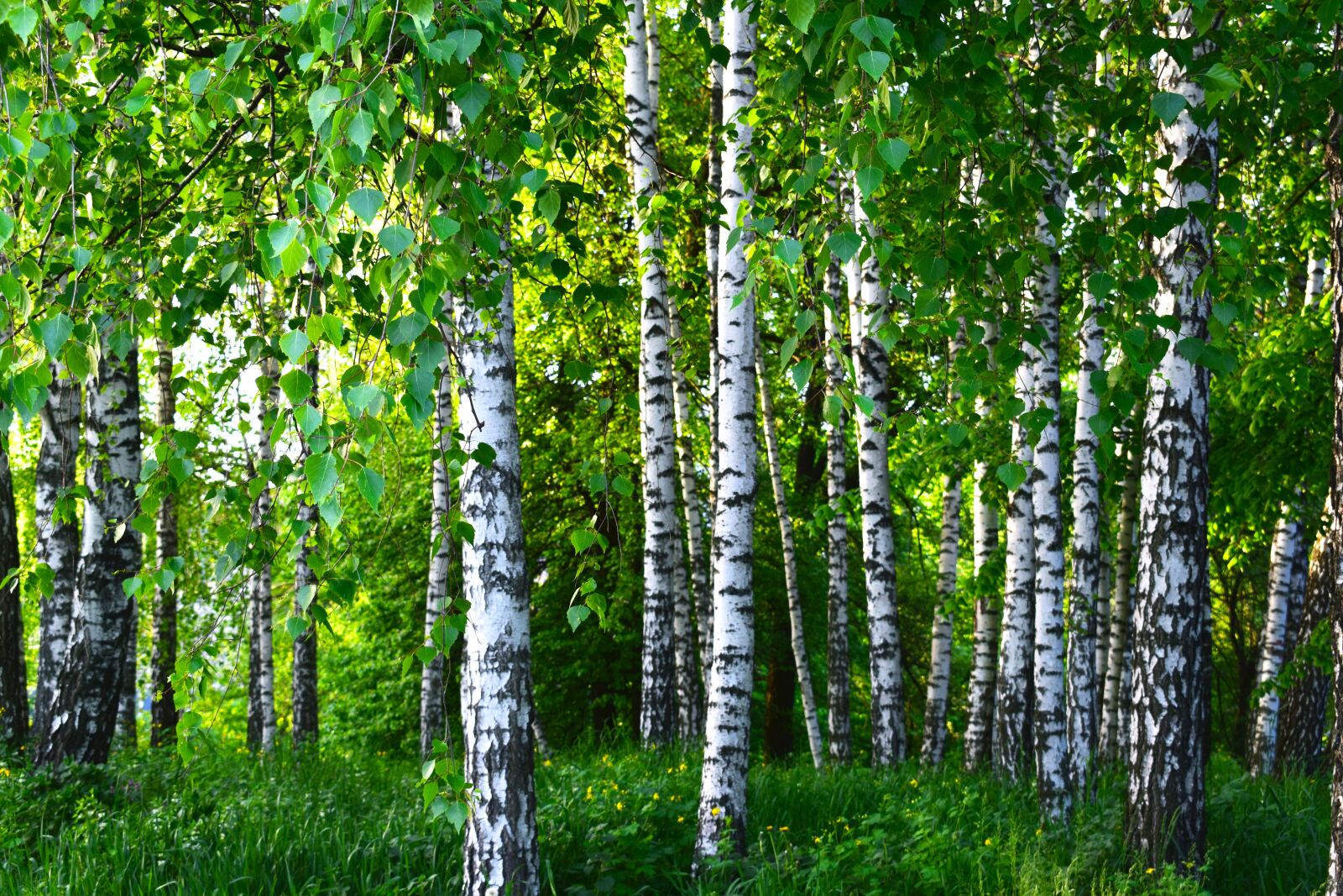 Nikon D3300 sample photo. Birch, grove, forest photography