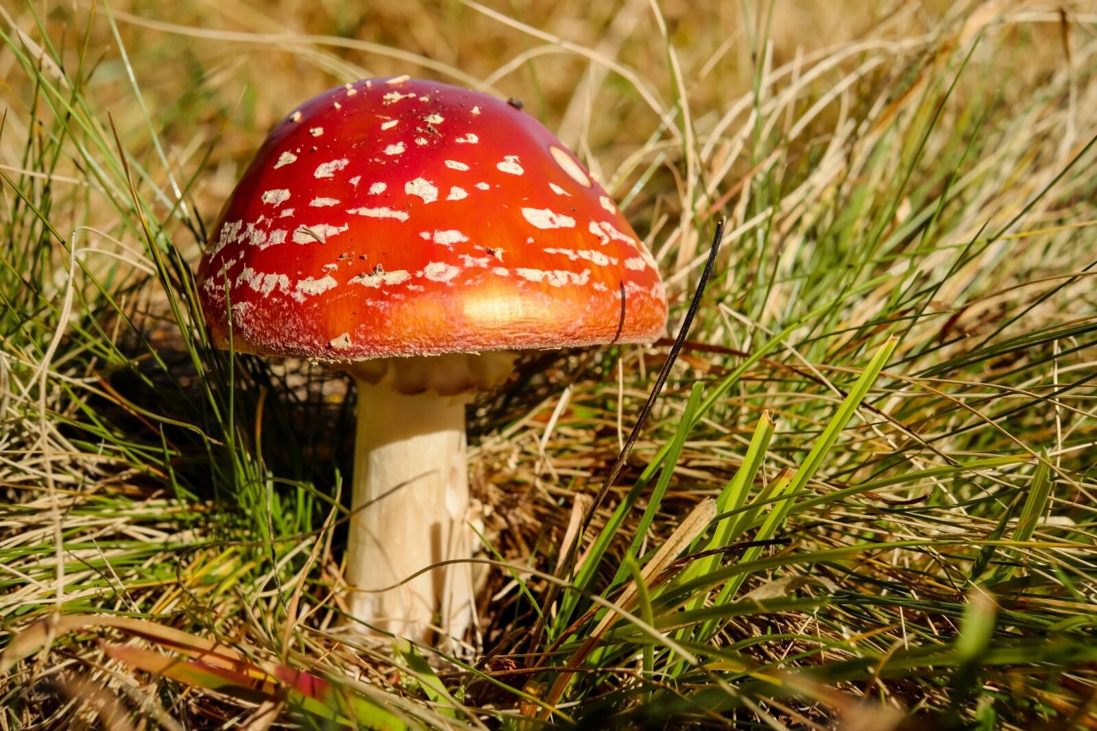 Fujifilm X-T10 + Fujifilm XF 35mm F1.4 R sample photo. Fly agaric, mushroom, red photography